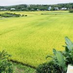 民宿被一片綠油油的有機稻田所包圍